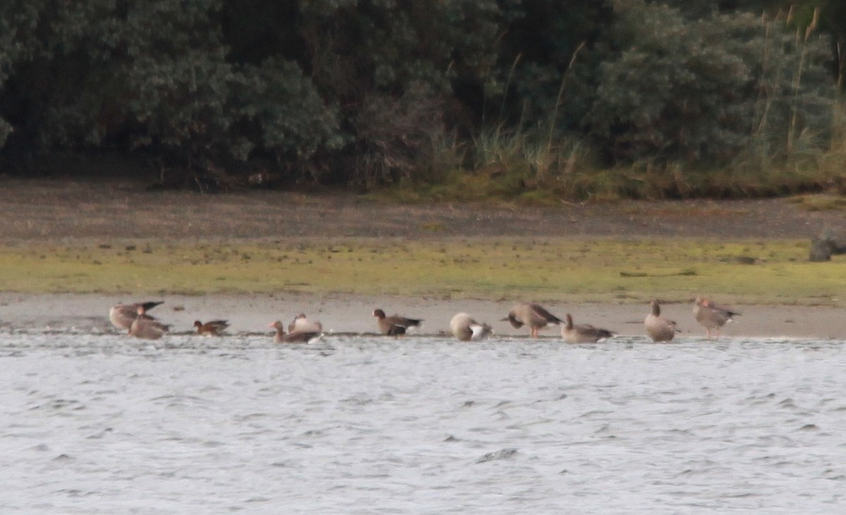 Гуска мала - ML644461662