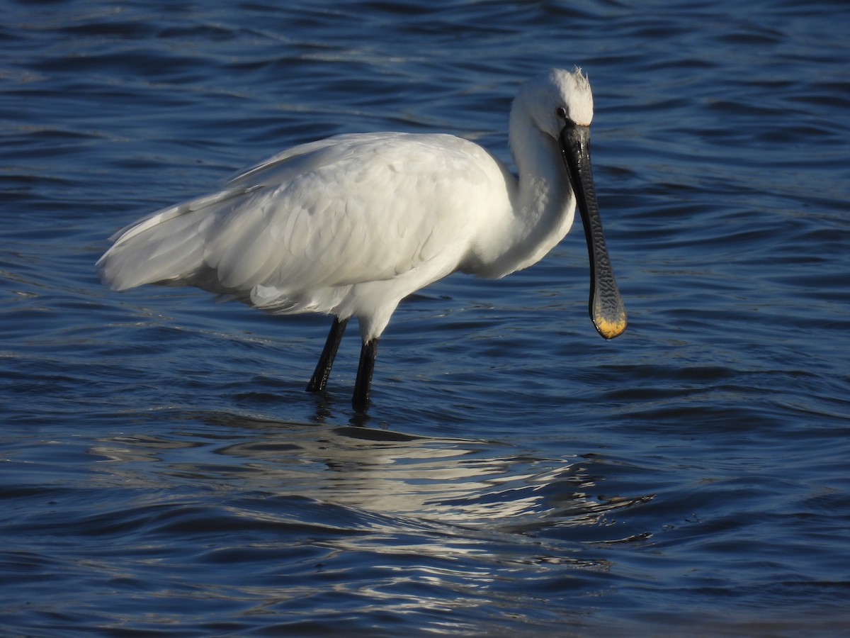 Eurasian Spoonbill - ML644461663
