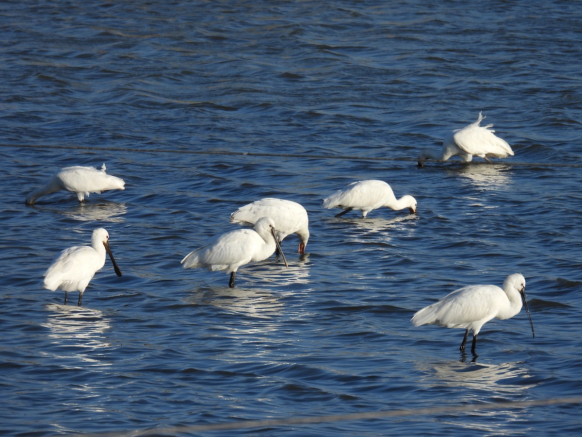 Eurasian Spoonbill - ML644461664