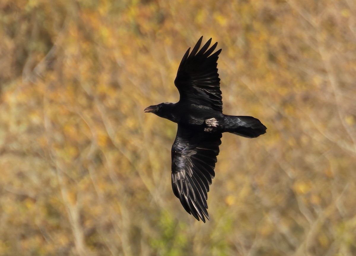 Common Raven - ML644461674