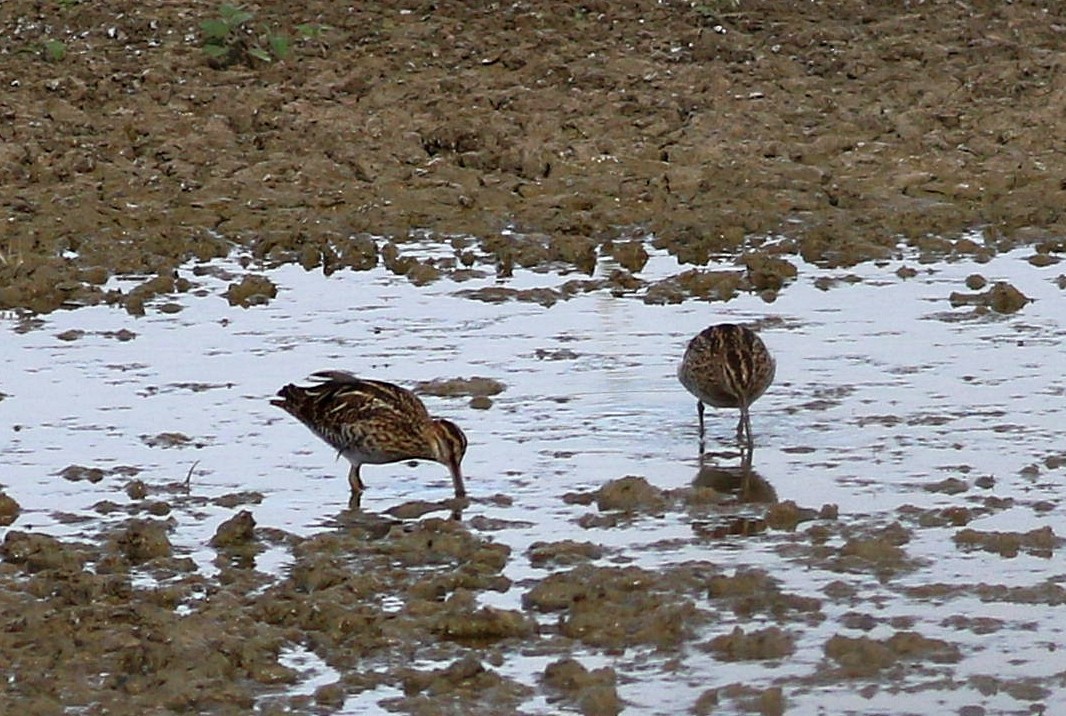 enkeltbekkasin - ML644461678