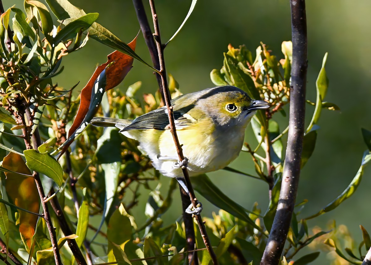Белоглазый виреон - ML644461679
