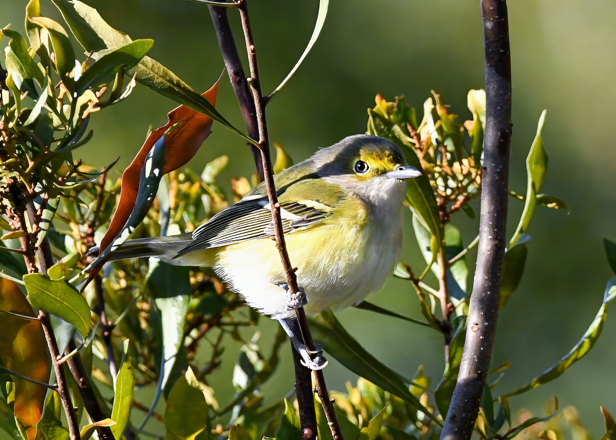 Белоглазый виреон - ML644461680