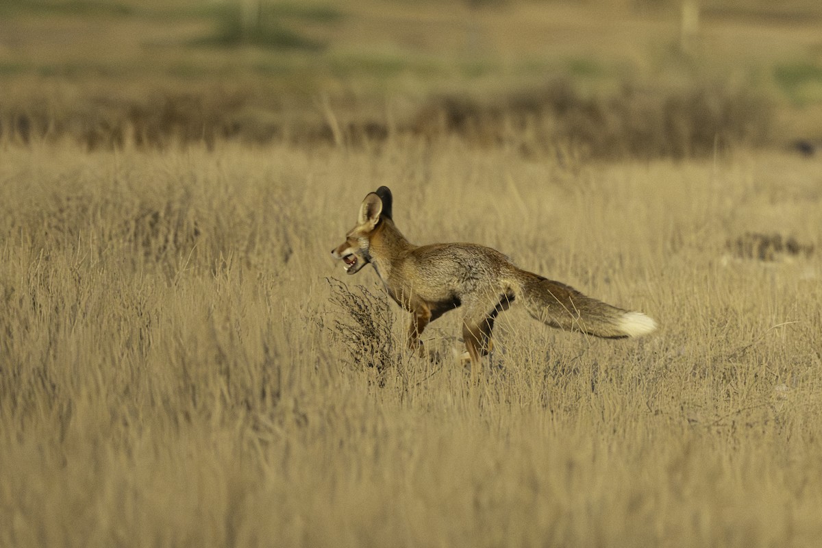 Arabian Red Fox - ML644461689