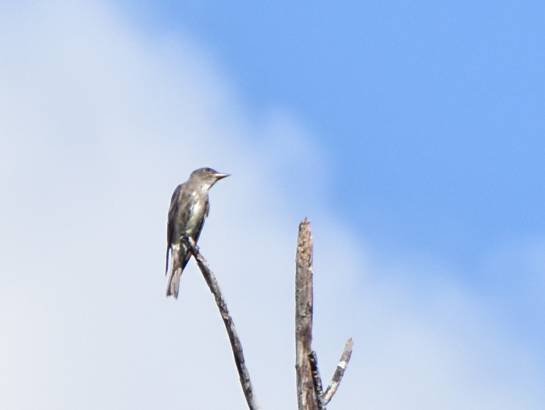 Olive-sided Flycatcher - ML644461690