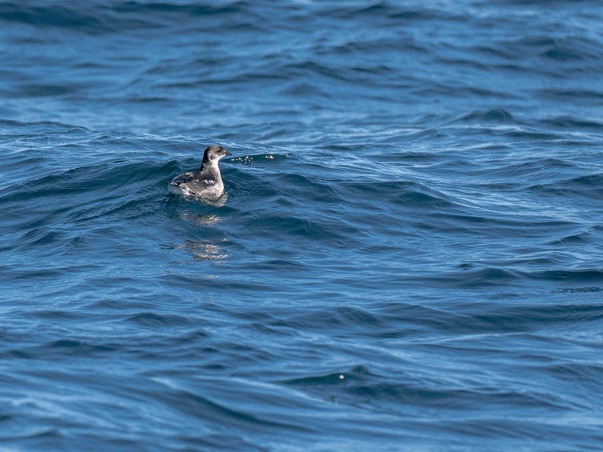 Peruvian Diving-Petrel - ML644461706