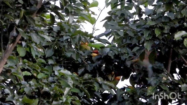 Chestnut-headed Bee-eater - ML644461716