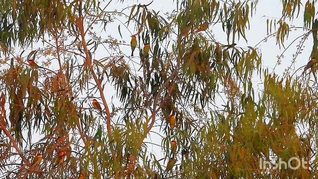Chestnut-headed Bee-eater - ML644461717