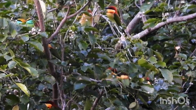 Chestnut-headed Bee-eater - ML644461718