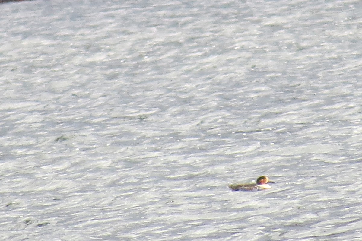 Green-winged Teal - ML644461719