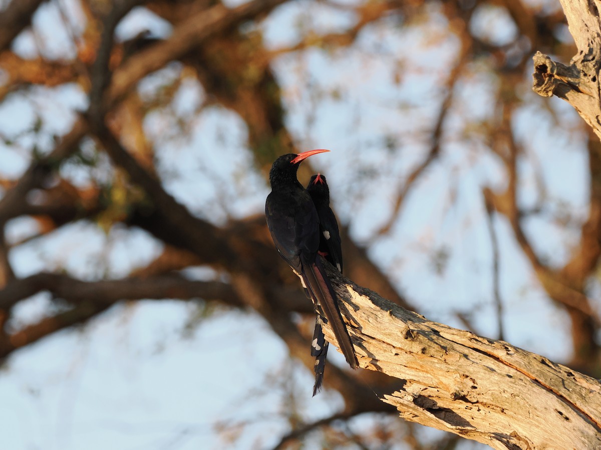 Слотняк пурпуровий - ML644461728