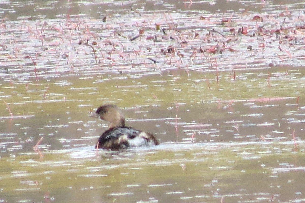 Pied-billed Grebe - ML644461734