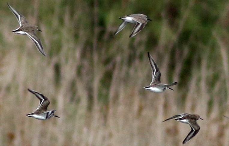 jespák obecný - ML644461746