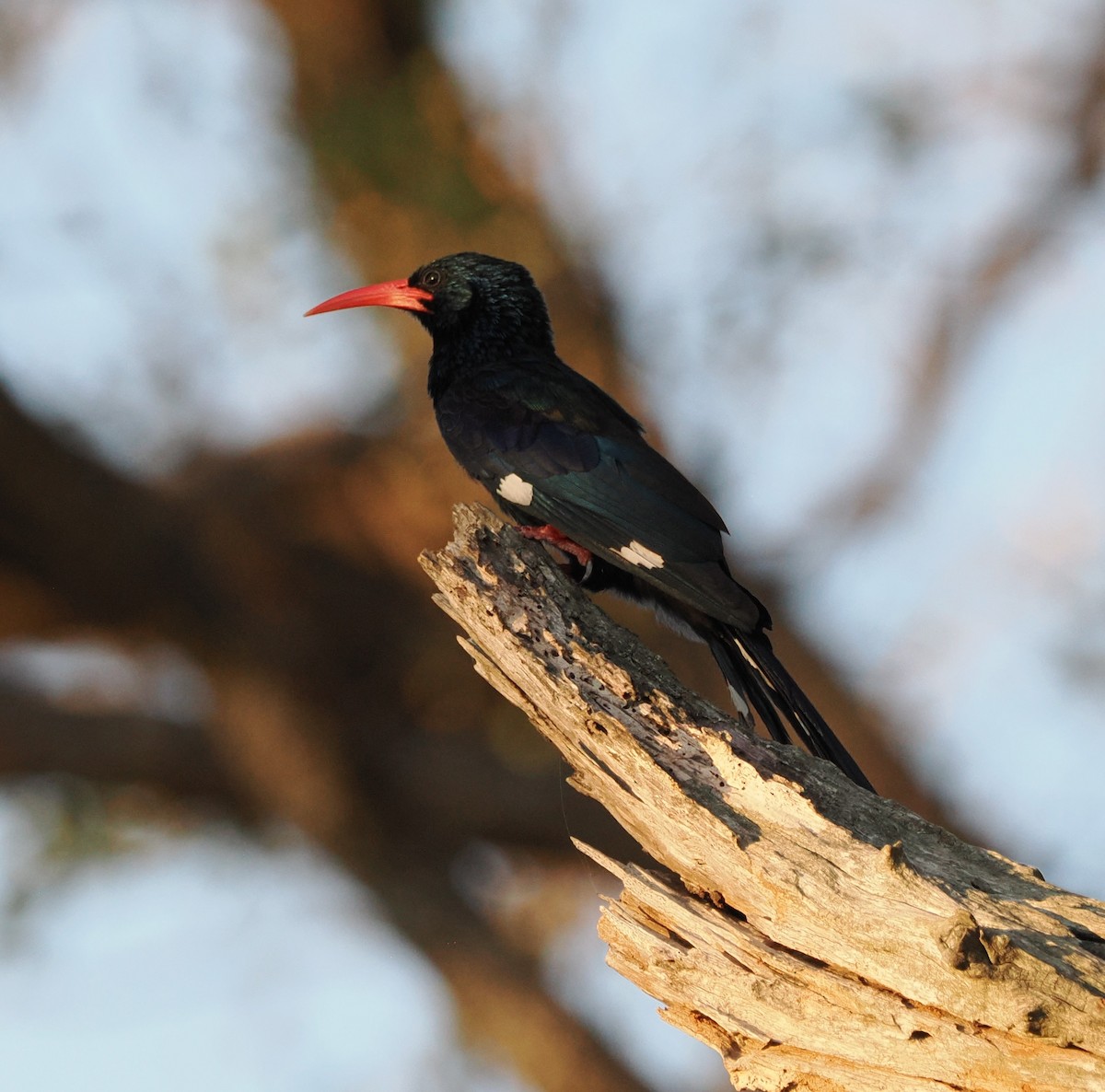 Слотняк пурпуровий - ML644461748