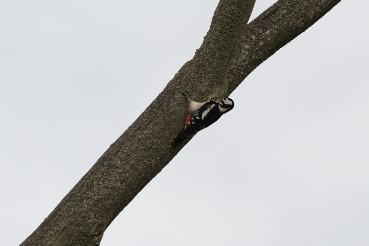 Great Spotted Woodpecker - ML644461752