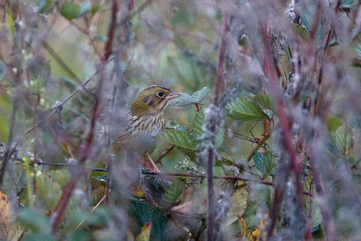 Henslow's Sparrow - ML644461753