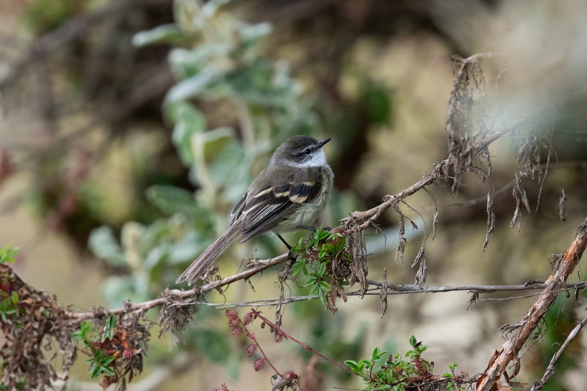 フタスジタイランチョウ - ML644461759