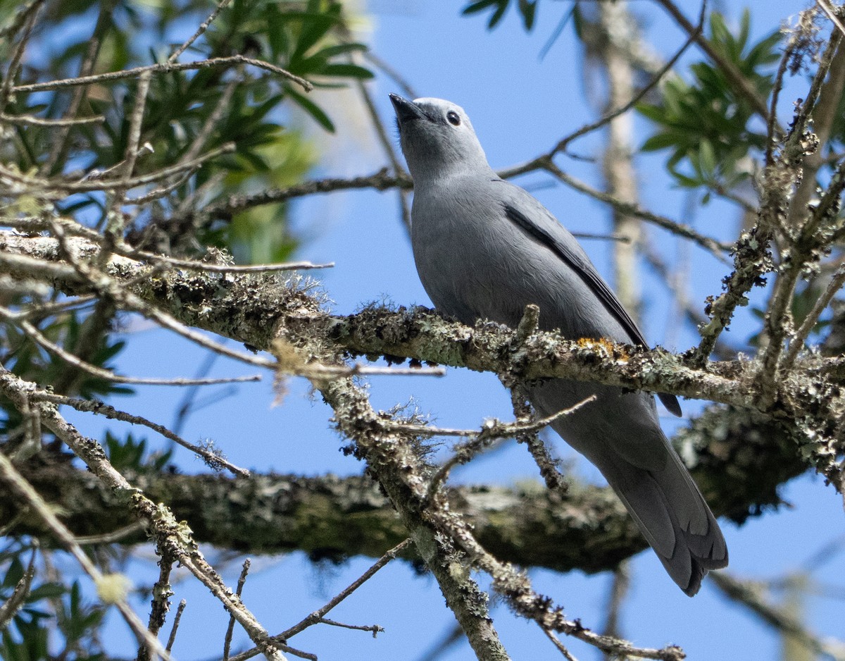 Gray Cuckooshrike - ML644461762