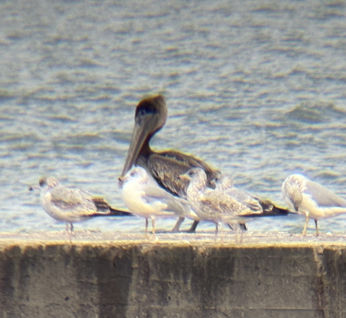 Brown Pelican - ML644461773