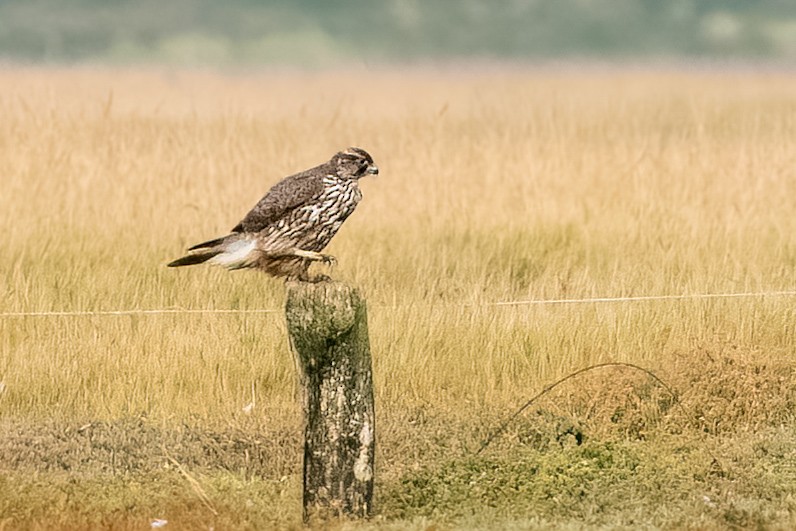 Gyrfalcon - ML644461782