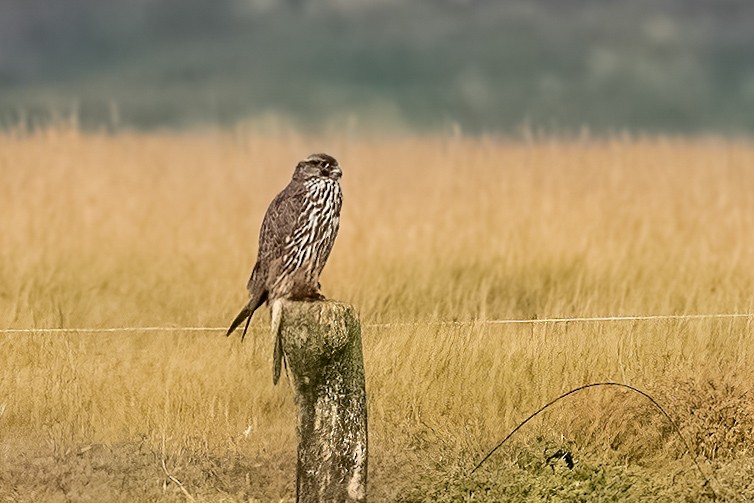 Gyrfalcon - ML644461786