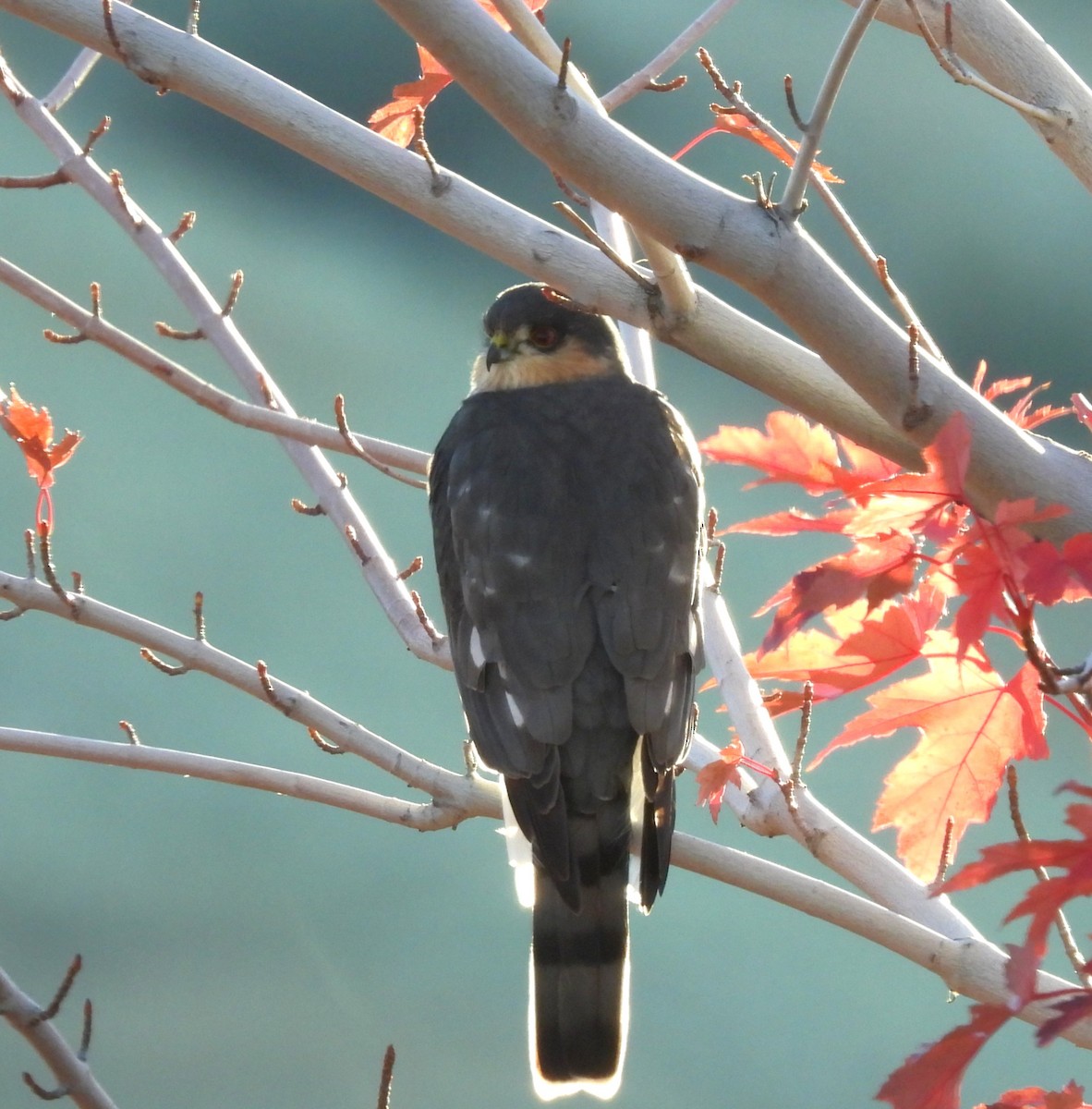 Sharp-shinned Hawk - ML644461791