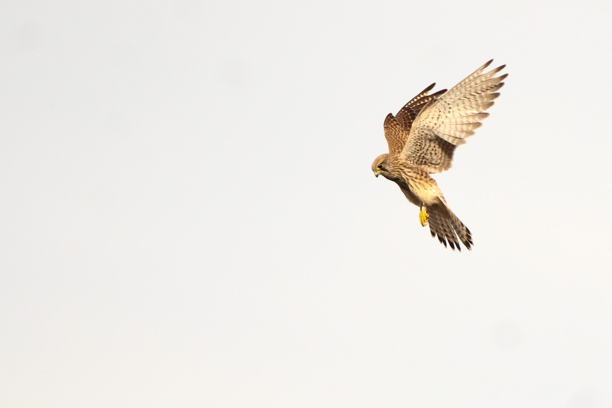 tårnfalk - ML644461793