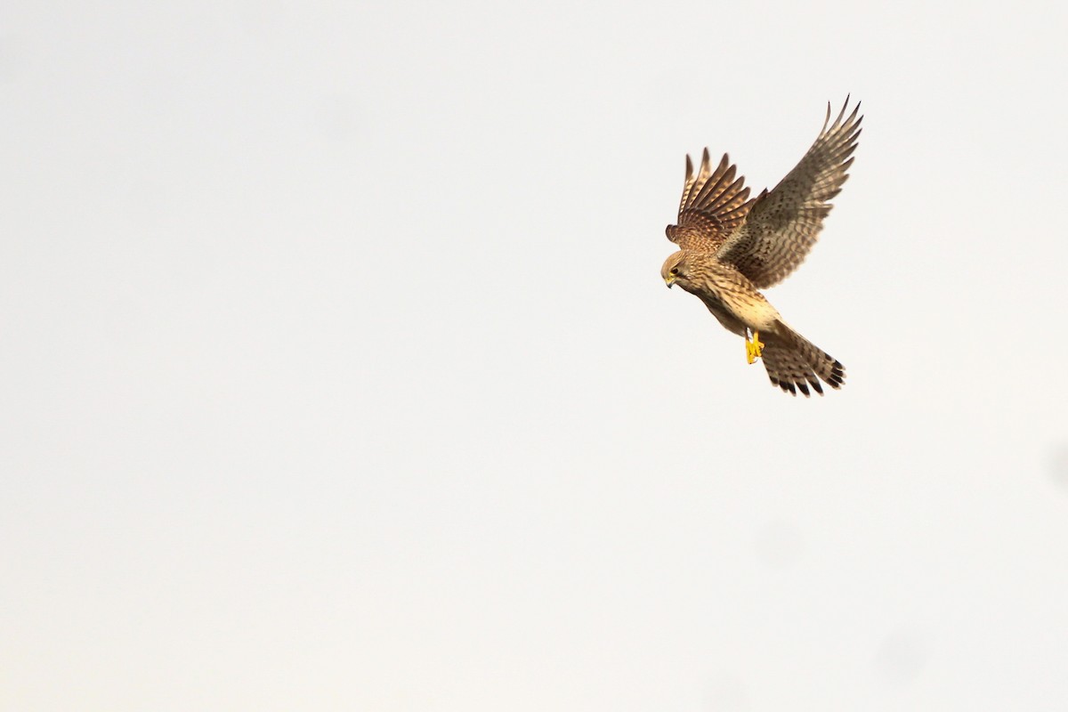 tårnfalk - ML644461794