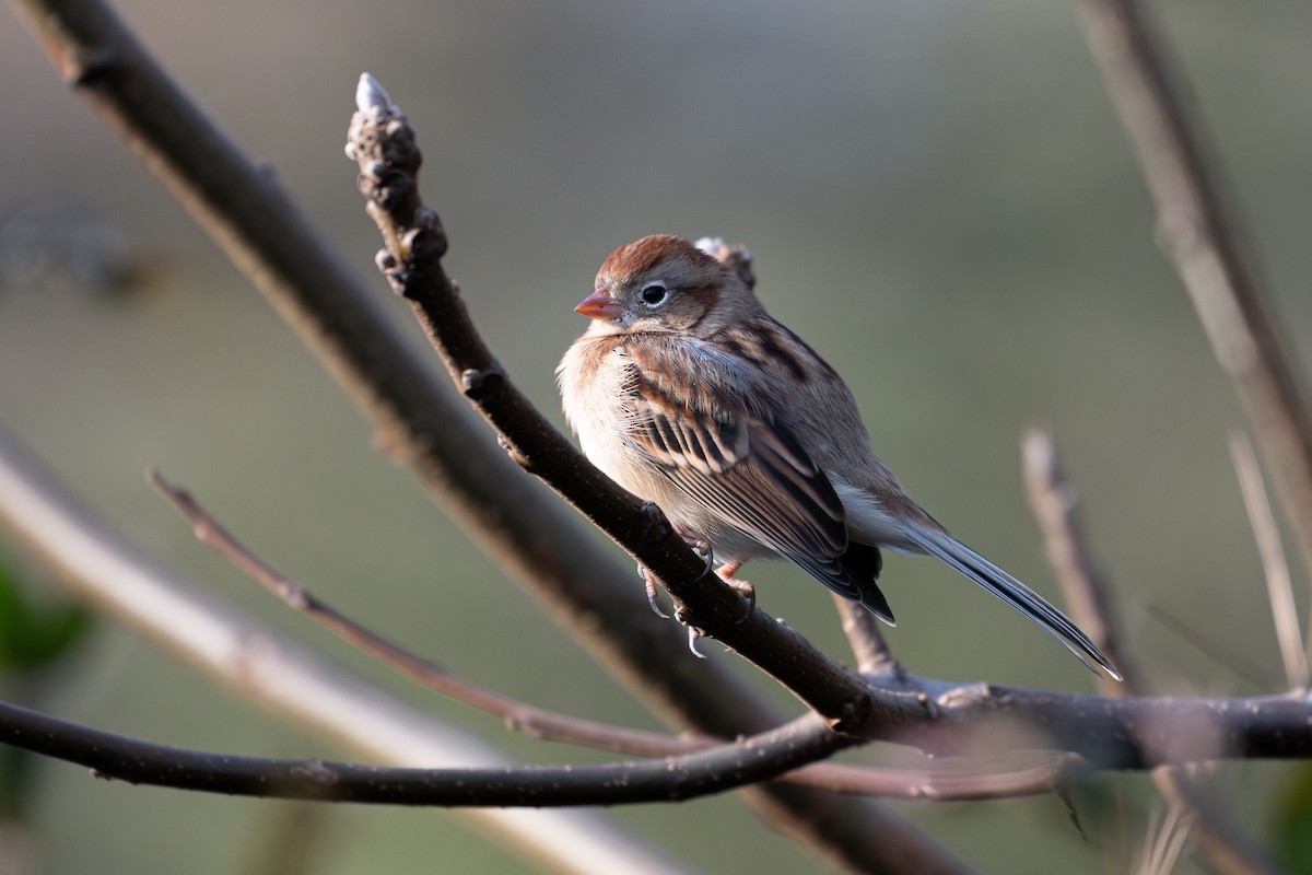 Field Sparrow - ML644461800