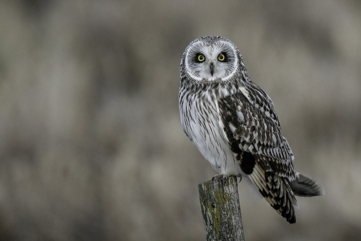 Short-eared Owl - ML644461806