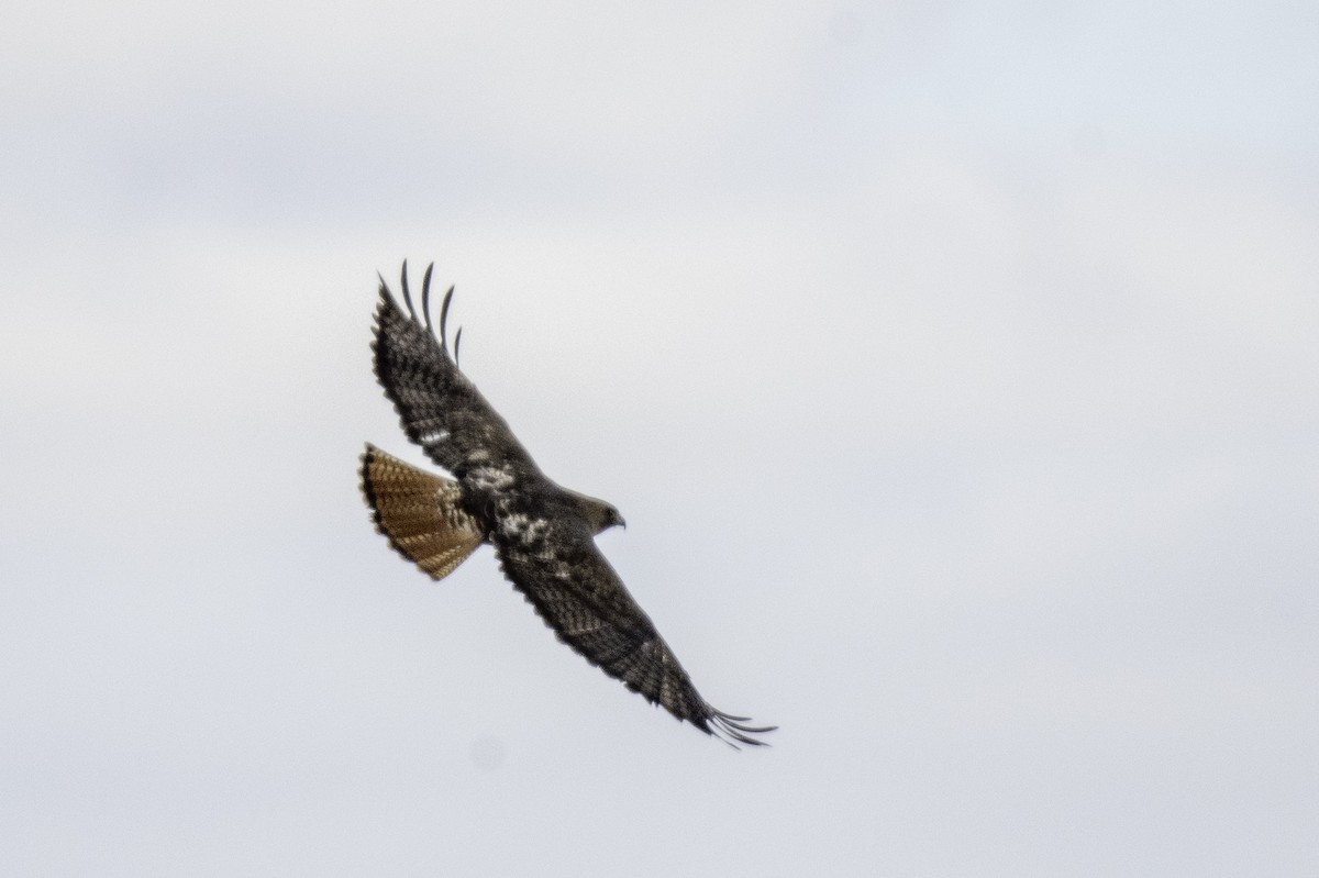 Poiana codarossa - ML644461808