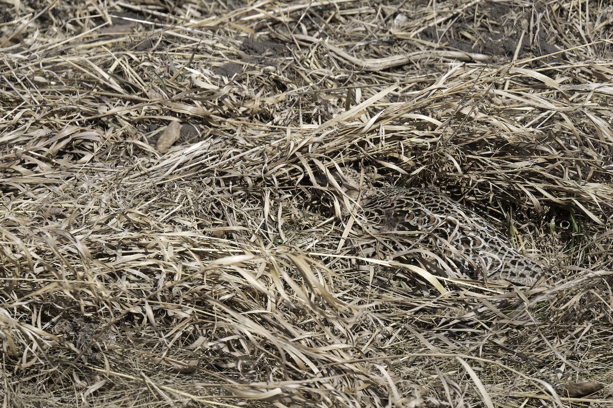 Fagiano comune - ML644461812