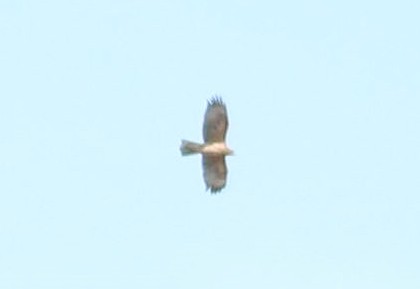 Харсун бүргэд - ML644461817