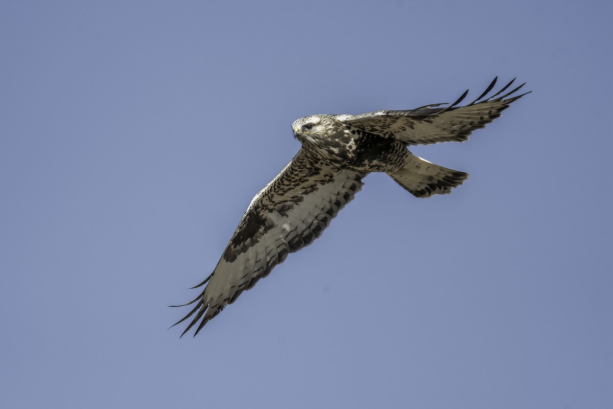 Poiana calzata - ML644461819