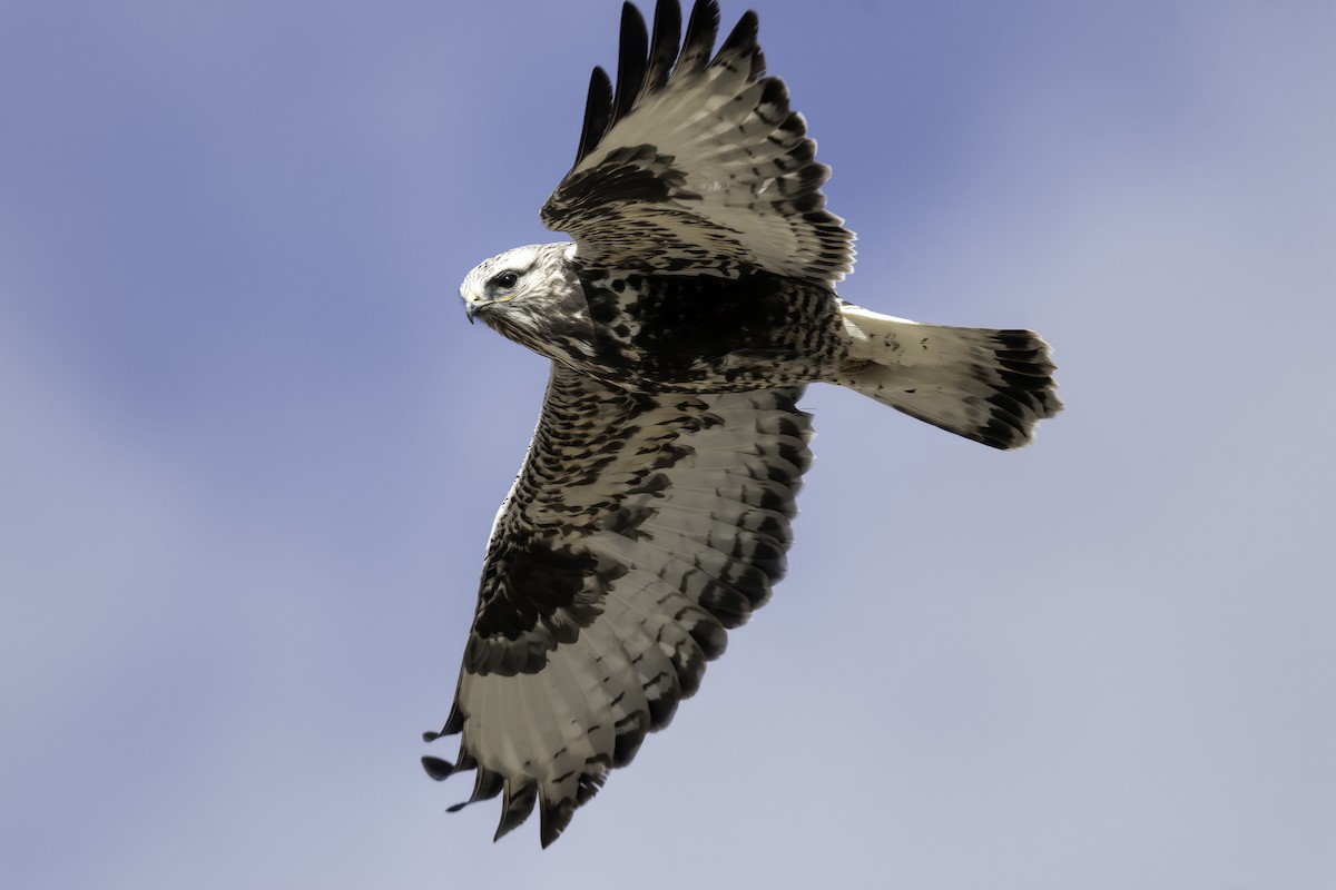 Poiana calzata - ML644461820