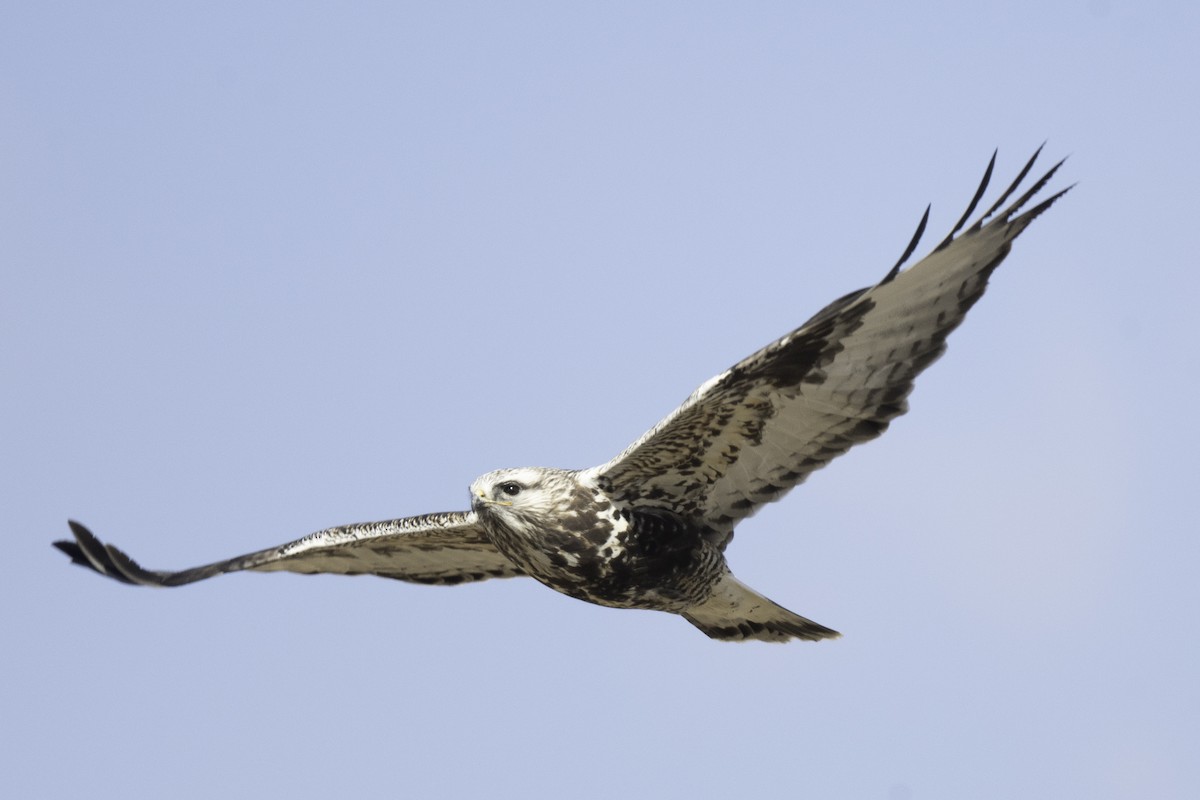 Poiana calzata - ML644461821