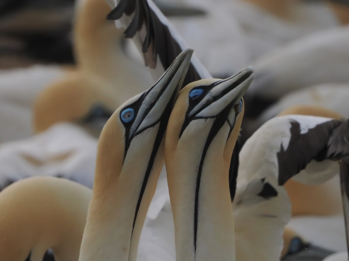 Cape Gannet - ML644461822