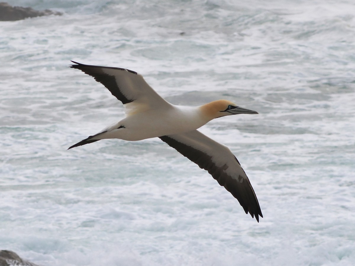 Cape Gannet - ML644461823