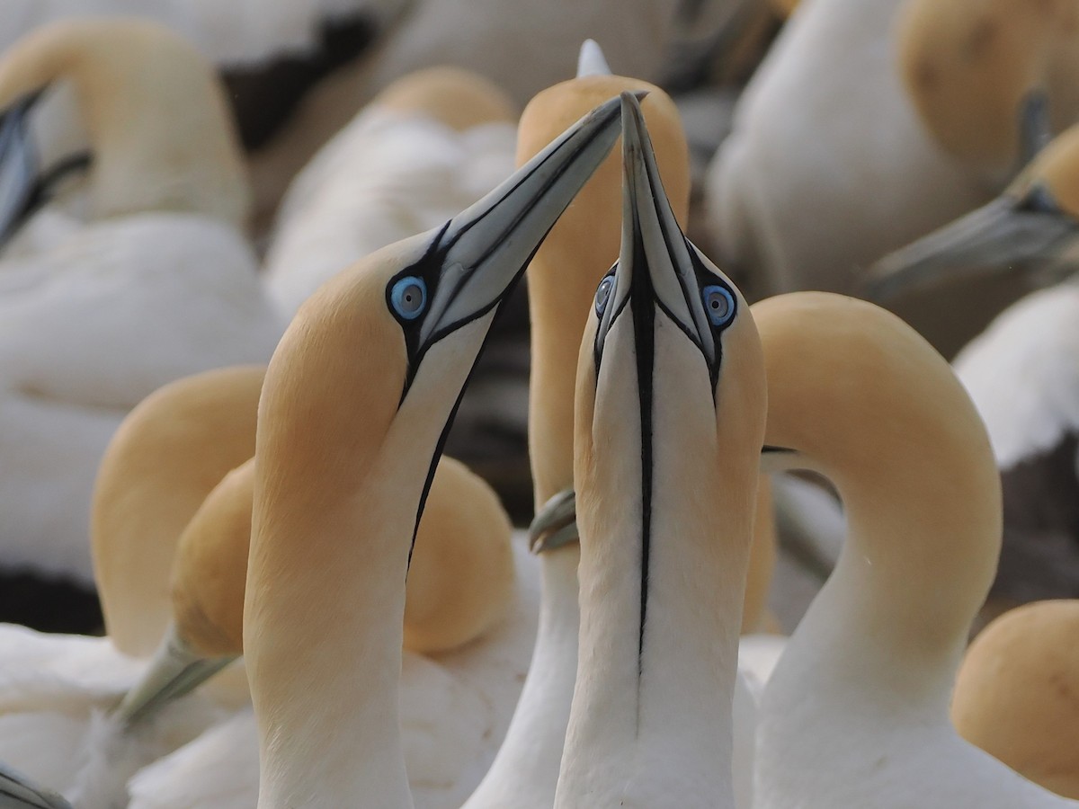Cape Gannet - ML644461824