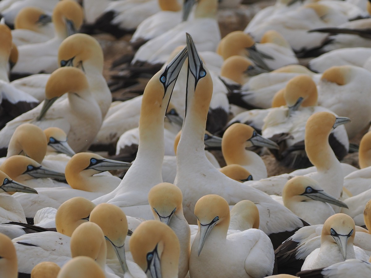Cape Gannet - ML644461825