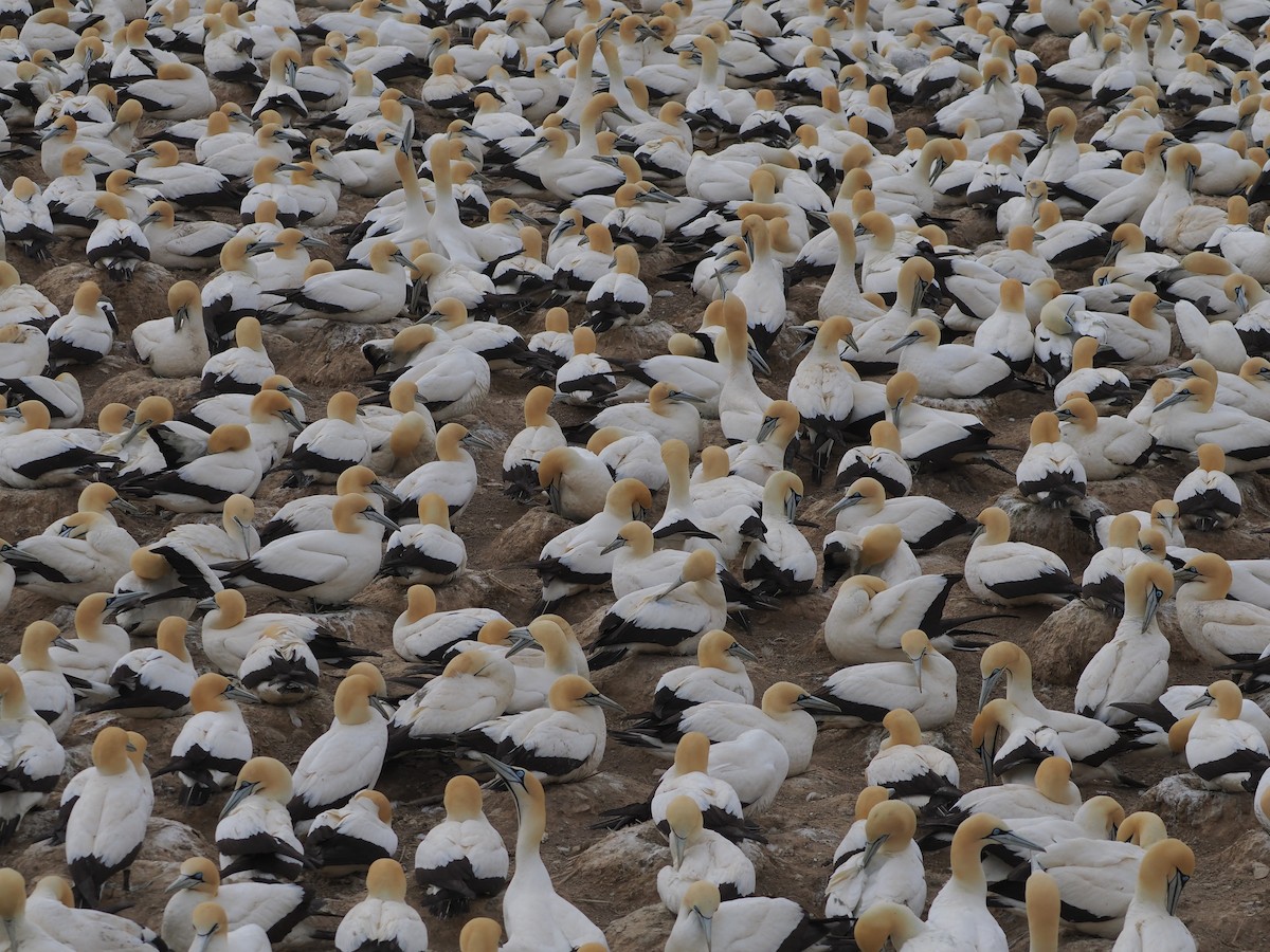 Cape Gannet - ML644461826