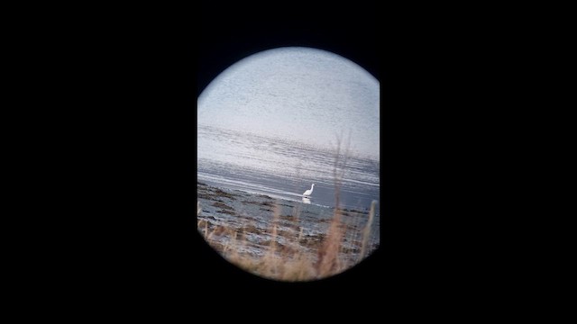 Little Egret - ML644461827