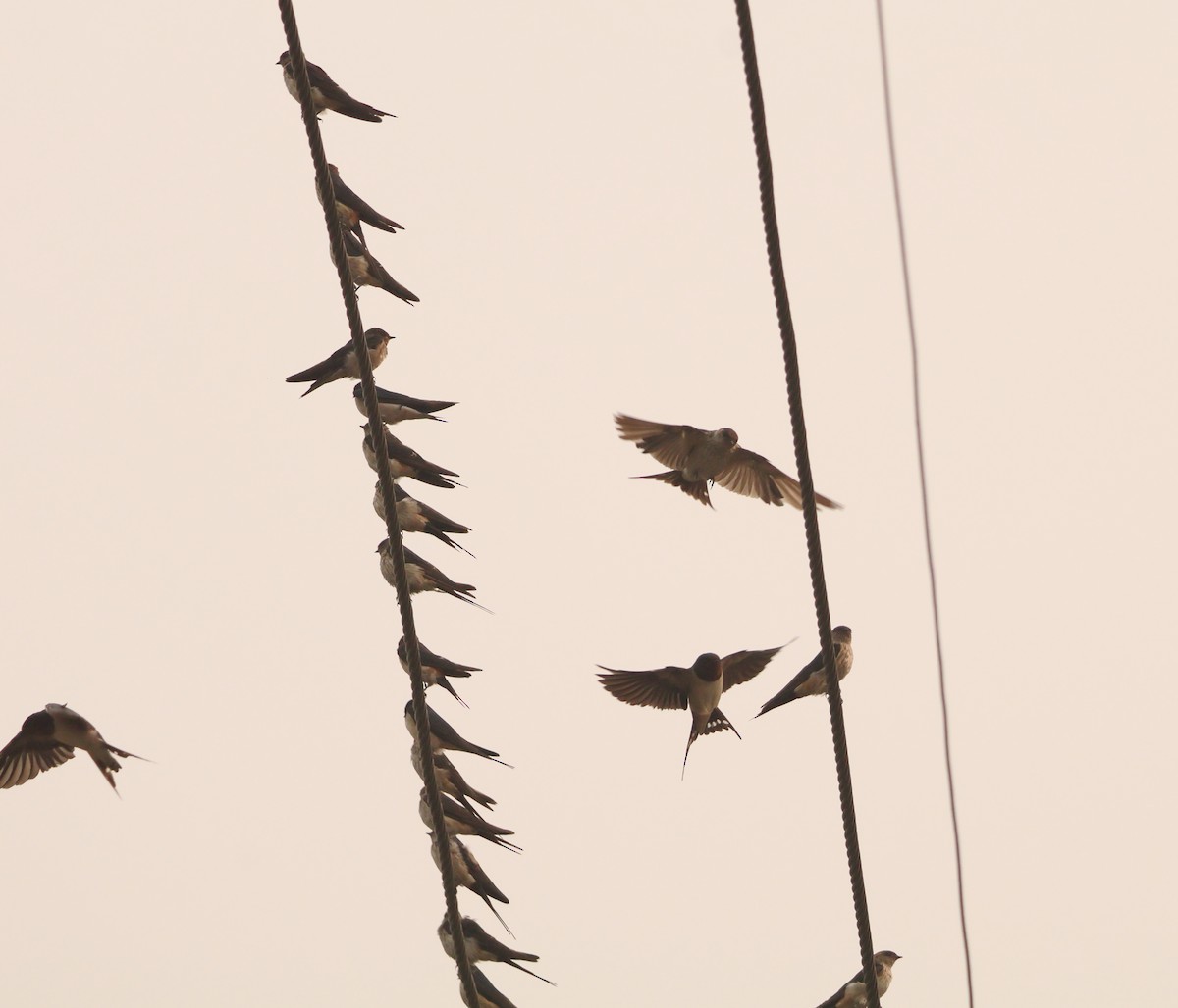 Barn Swallow - ML644461829