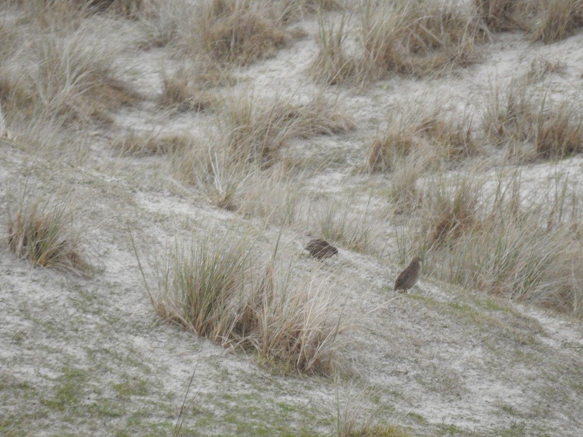 Перепілка бура - ML644461840