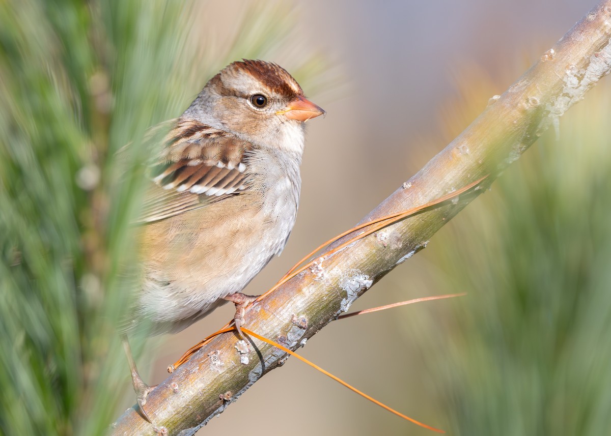 White-crowned Sparrow - ML644461844