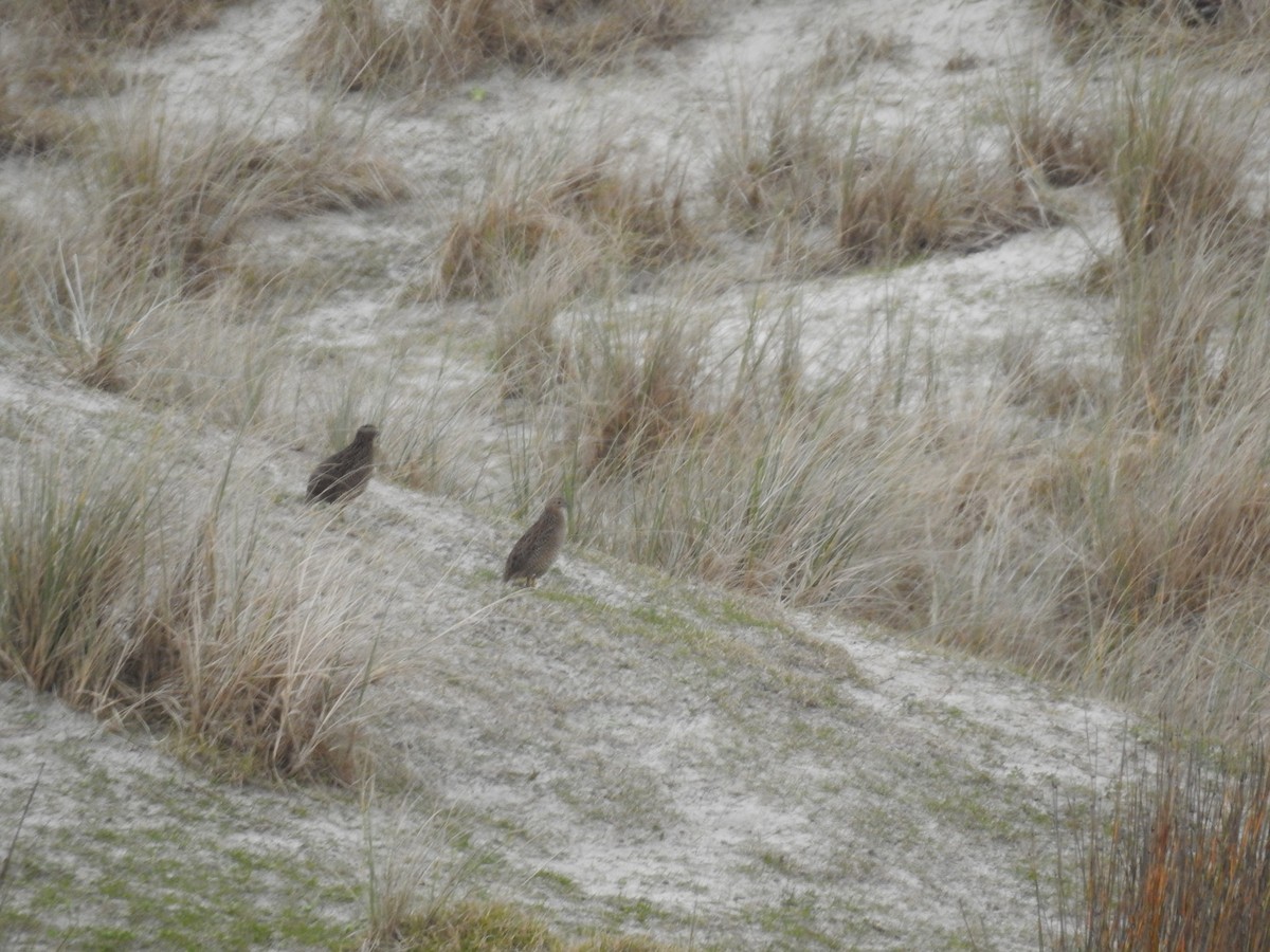 Перепілка бура - ML644461848