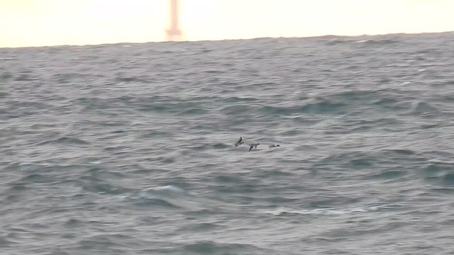 Eurasian Wigeon - ML644461852