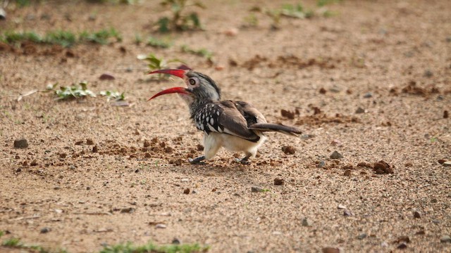 Southern Red-billed Hornbill - ML644461855