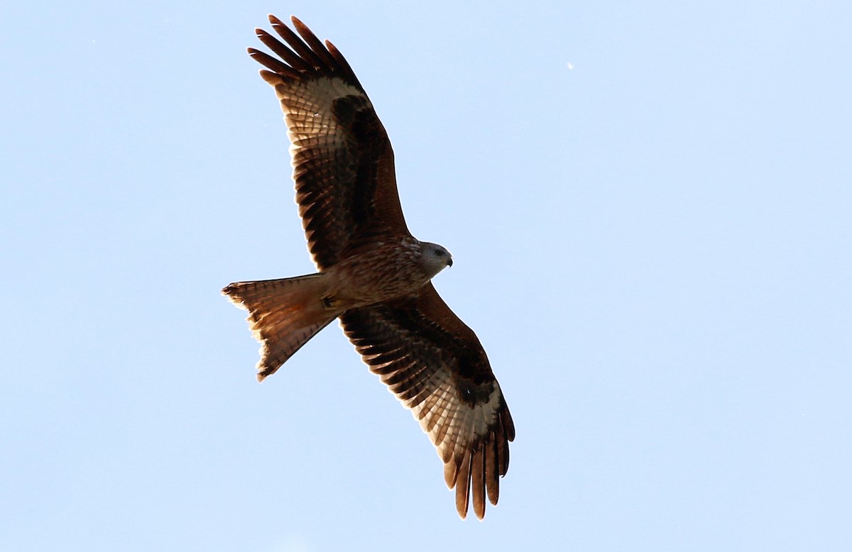 Red Kite - ML644461858