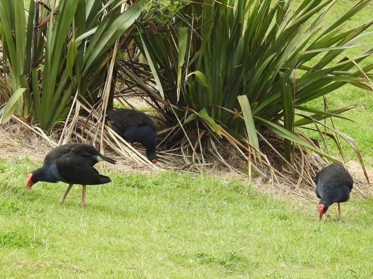 Australasian Swamphen - ML644461859